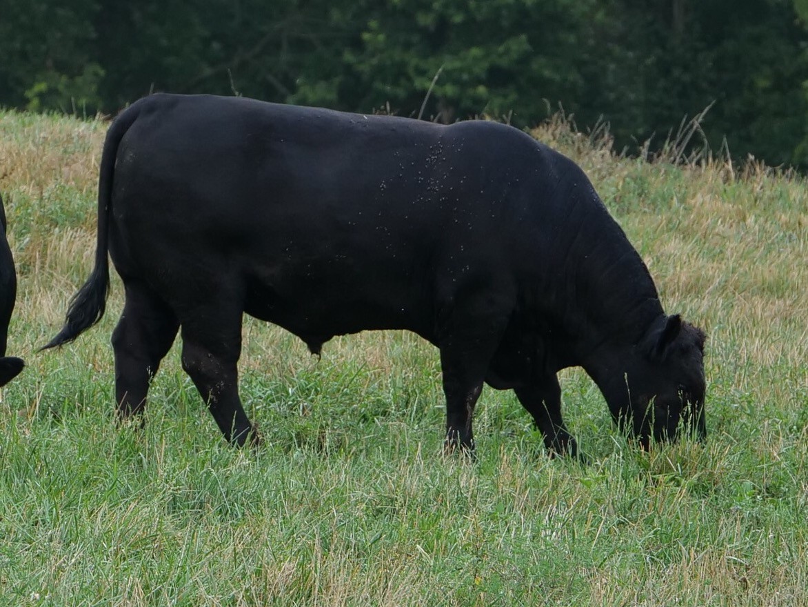 Bull 305 Lot 18 SEMO Sale