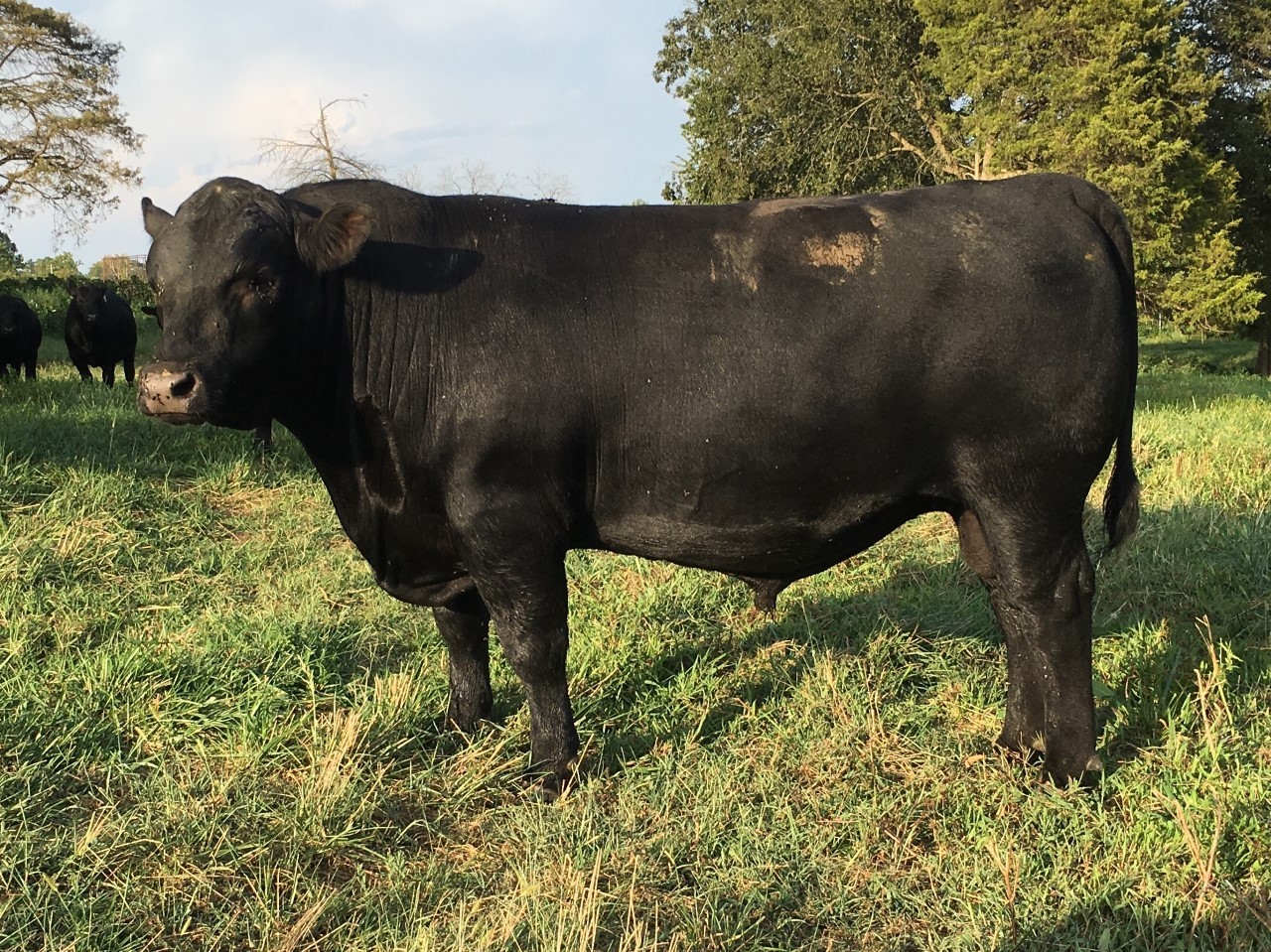 Bull 86-38
