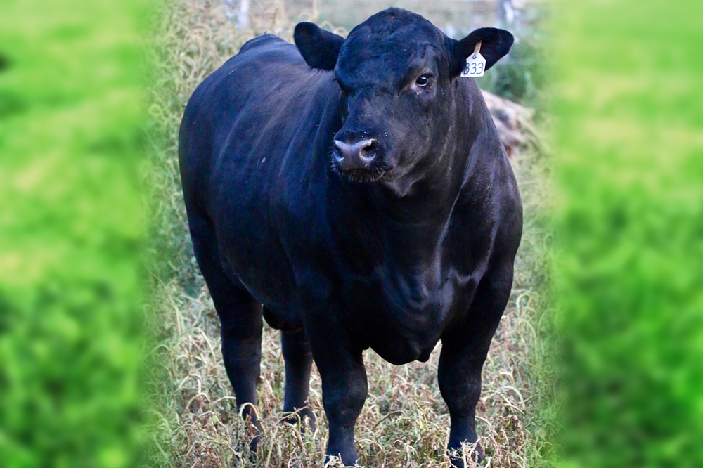 Bull 6-133