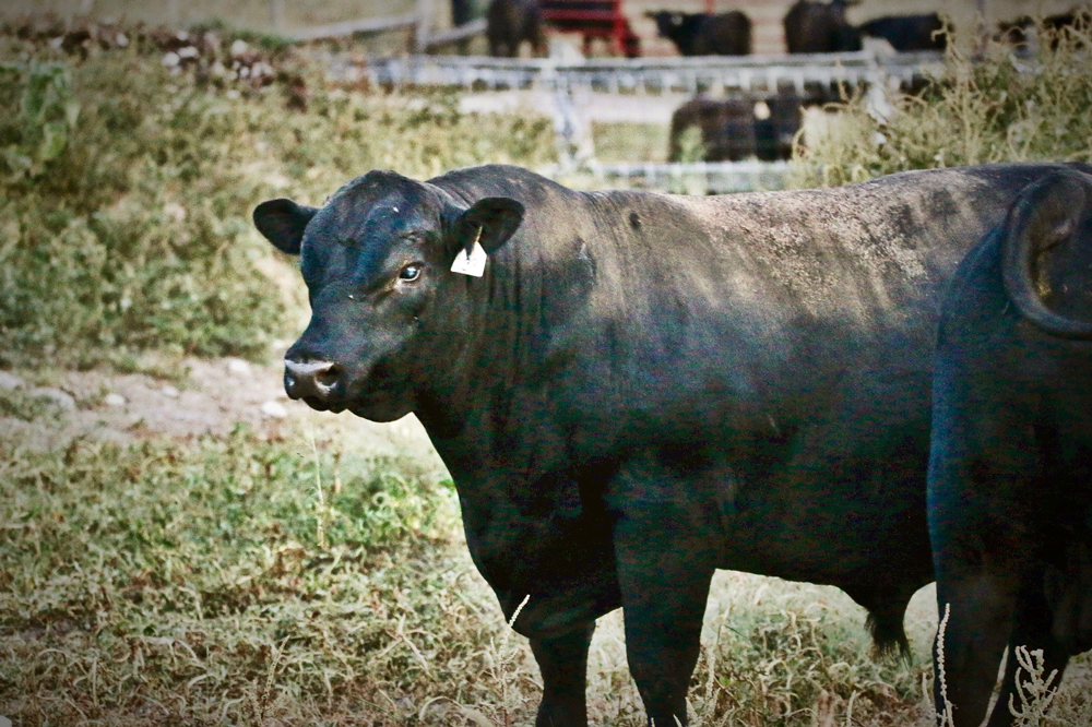 Bull 6-138